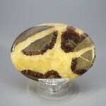 Septarian Palmstone (Extra Grade) ~70x50mm