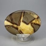 Septarian Palmstone (Extra Grade) ~70x50mm