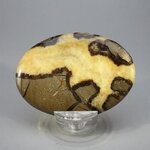 Septarian Palmstone (Extra Grade) ~70x50mm