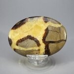 Septarian Palmstone (Extra Grade) ~70x50mm