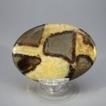 Septarian Palmstone (Extra Grade) ~70x50mm
