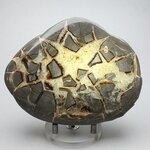 Septarian Polished Nodule ~10cm