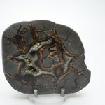 Septarian Polished Nodule ~11cm