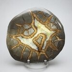 Septarian Polished Nodule ~11cm