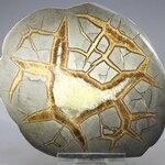 Septarian Polished Nodule ~11cm