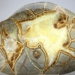 Septarian Polished Nodule ~13.5cm