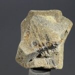 Staurolite Healing Crystal ~22mm