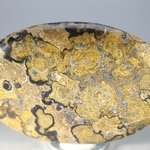 Stromatolite Palmstone (Extra Grade) ~70 x 50mm