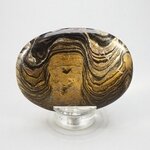 Stromatolite Palmstone (Extra Grade) ~70x50mm