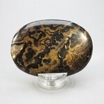 Stromatolite Palmstone (Extra Grade) ~70x50mm