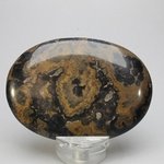 Stromatolite Palmstone (Extra Grade) ~70x50mm