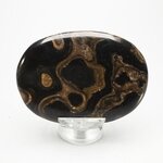 Stromatolite Palmstone (Extra Grade) ~70x50mm