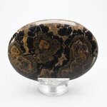 Stromatolite Palmstone (Extra Grade) ~70x50mm