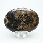 Stromatolite Palmstone (Extra Grade) ~70x50mm