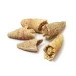 Triplophyllite Horn Coral Fossils - 5 Pack