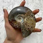 Whole Polished Ammonite (with iridescent Ammolite) ~11.7cm