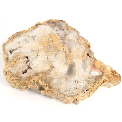 Petrified Wood - 28cm