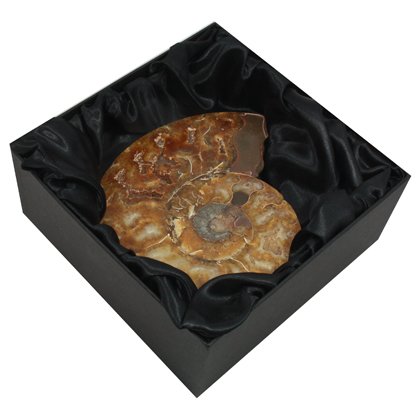 Gift Box Fossil - Dig Your Own Fossil Gift Box | House of Bath / Shutterfly.com has been visited by 100k+ users in the past month
