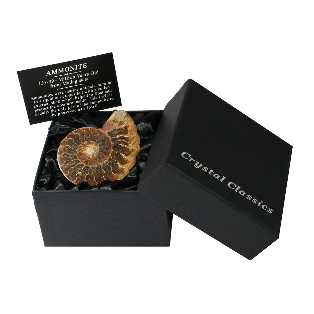 Polished Ammonite Fossil Keyring Gift Boxed 