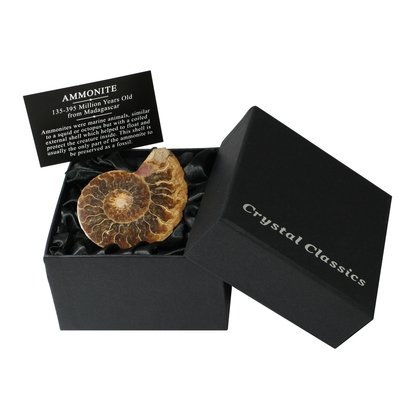 Ammonite Fossil Gift Box - Small