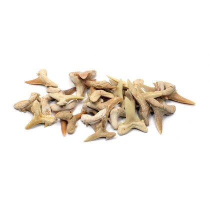 Bag of Fossilised Shark Teeth - Mixed Sizes