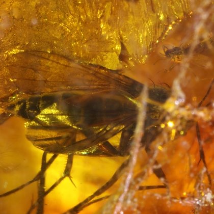 Baltic Amber Specimen ~26mm with Fossil Fly