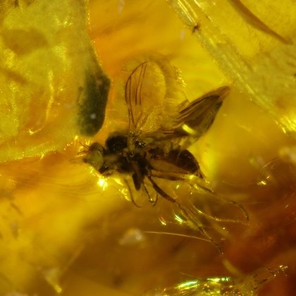 Baltic Amber Specimen ~25mm with Fossil Fly