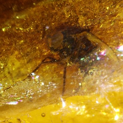 Baltic Amber Specimen ~25mm with Fossil Fly