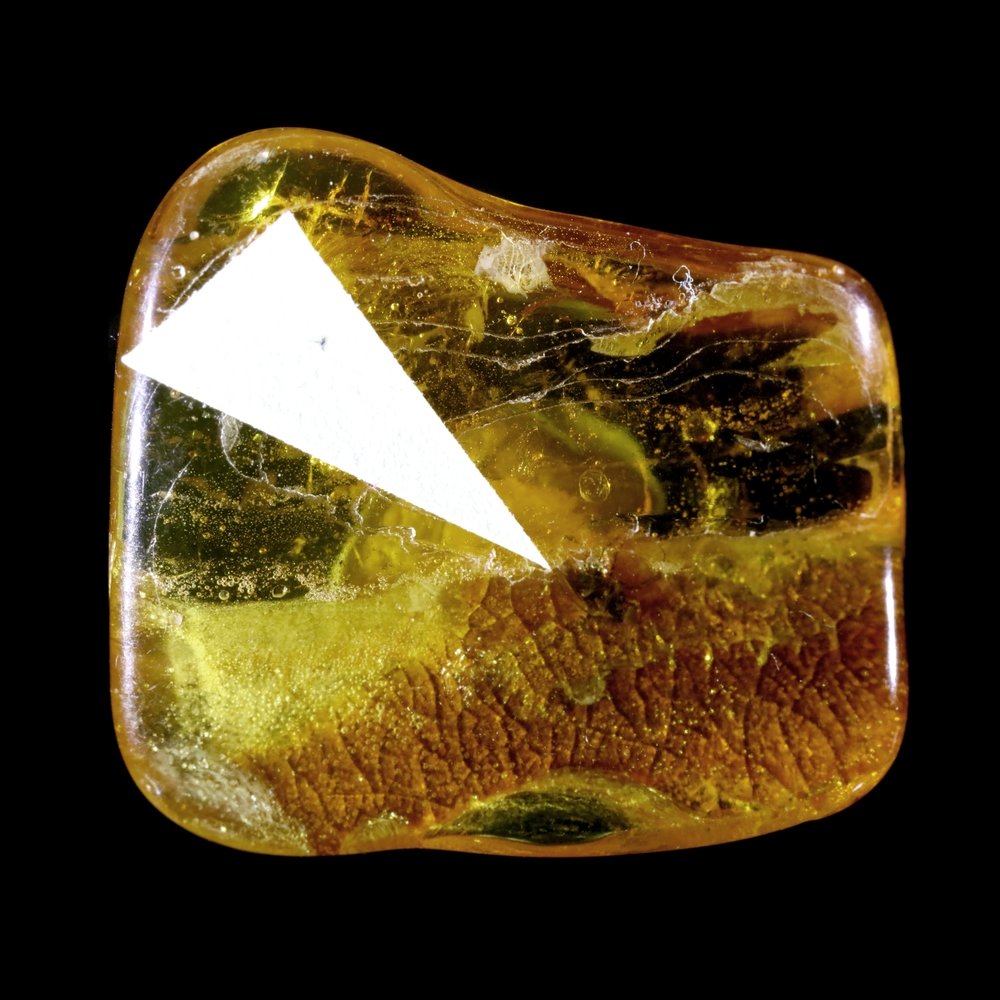 Amber Fossils