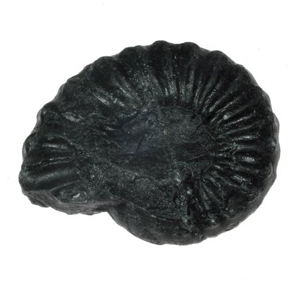 Black Ammonite Fossil