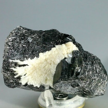 Black Tourmaline with Cleavelandite Mineral Specimen ~62mm