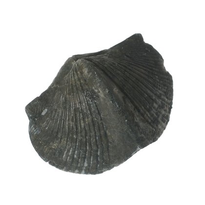 Brachiopod Fossil