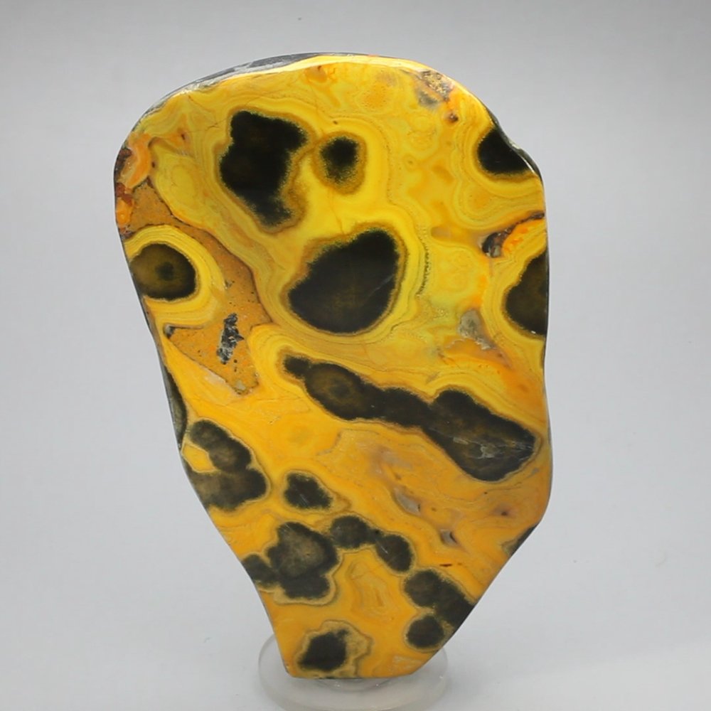 Bumble Bee Jasper