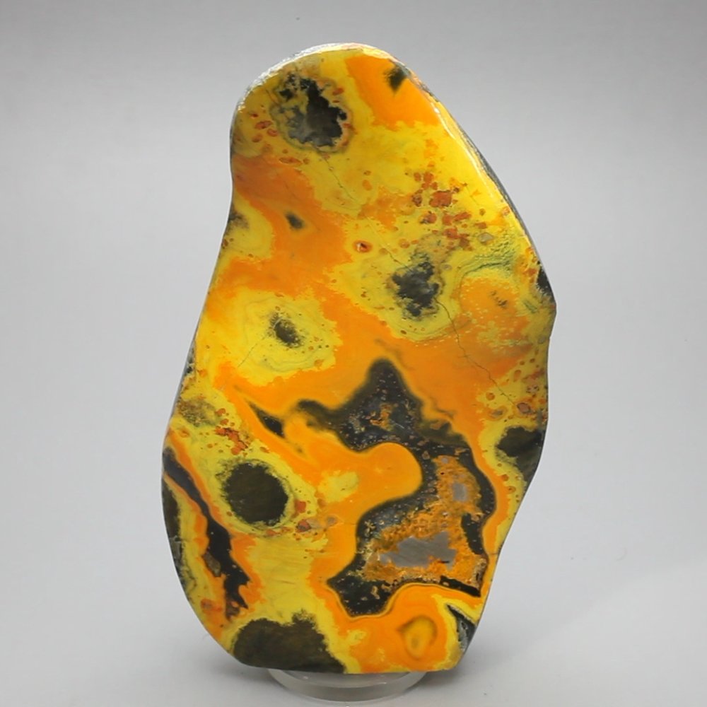 Bumble Bee Jasper