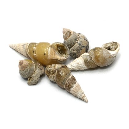 Calcite Gastropod Fossils - 5 Pack