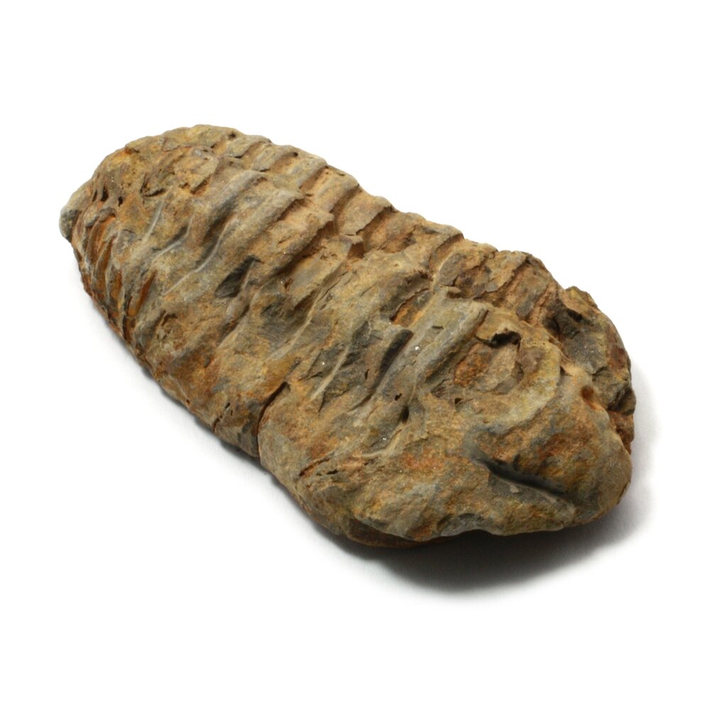 Calymene Trilobite Fossil