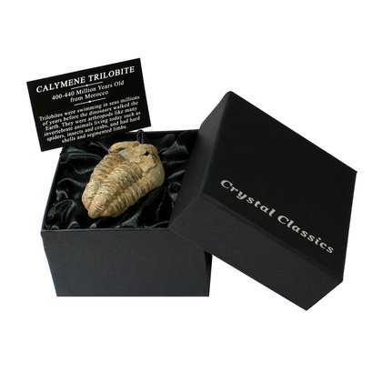 Calymene Trilobite Gift Box - Small