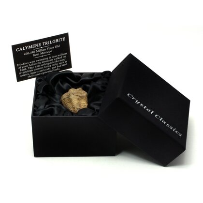 Calymene Trilobite Gift Box - Small