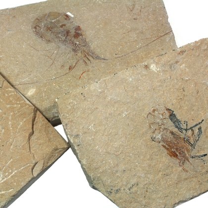 Carpopenaeus (Shrimp) Fossil
