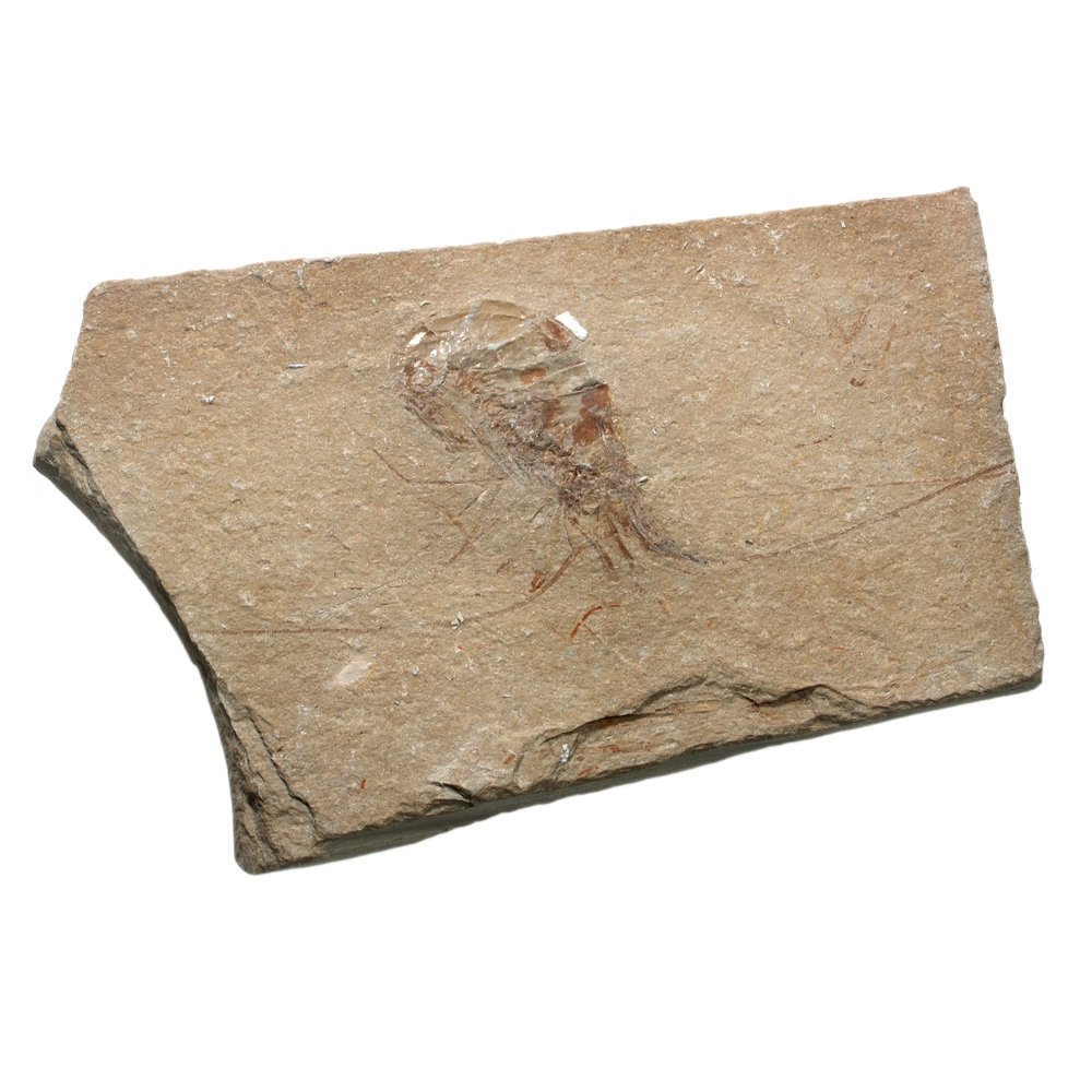 Shrimp CrystalAge Carpopenaeus Fossil 