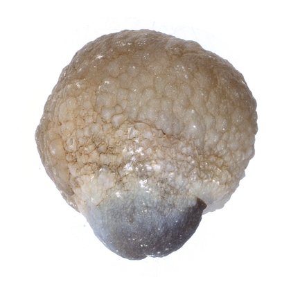 Chalcedony Womb Stone ~28mm