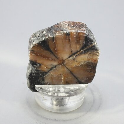 Chiastolite Polished Slice ~36mm
