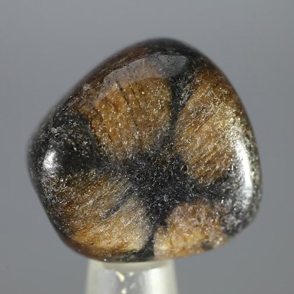 Chiastolite Polished Stone ~23mm