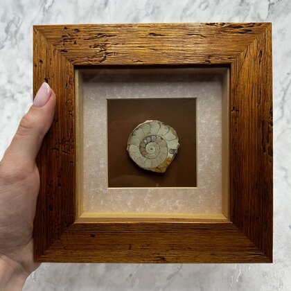 Collectors Framed Ammonite Fossil ~18x18cm
