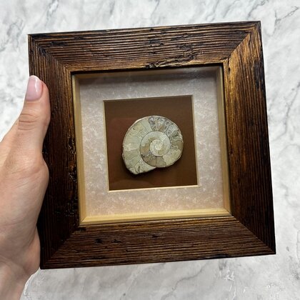 Collectors Framed Ammonite Fossil ~18x18cm