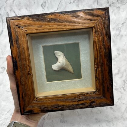 Collectors framed Otodus Shark Tooth ~18x18cm