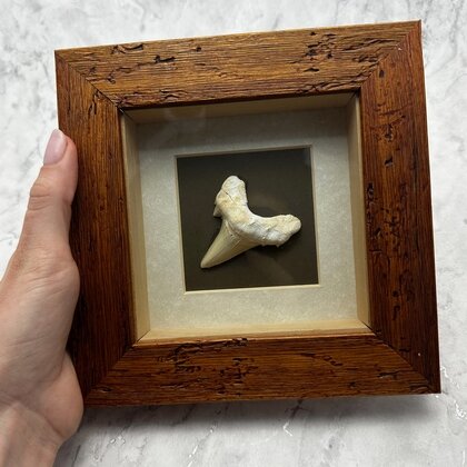 Collectors framed Otodus Shark Tooth  ~18x18mm