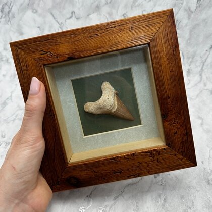 Collectors framed Otodus Shark Tooth ~18x18mm