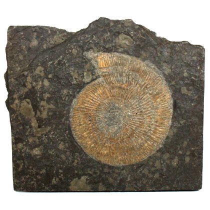 Dactylioceras Fossil Ammonite Plaque ~17cm