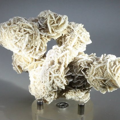 Desert Rose ~10.5cm